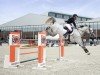jumper Carizma (Swedish Warmblood, 2011, from Cabachon)