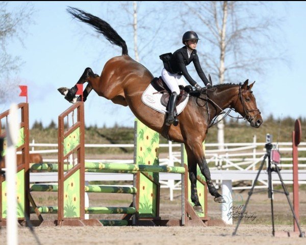 jumper Lamuze F (KWPN (Royal Dutch Sporthorse), 2016, from I'm Special de Muze)