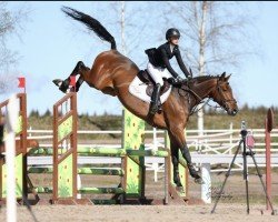 jumper Lamuze F (KWPN (Royal Dutch Sporthorse), 2016, from I'm Special de Muze)