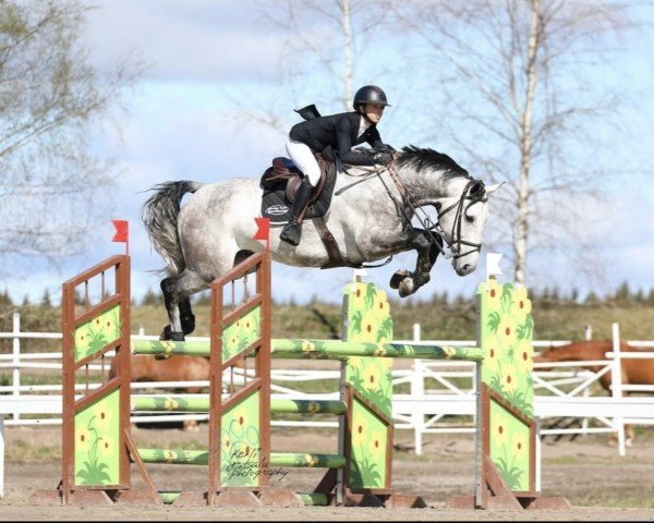 jumper Malito 666 Z (Zangersheide riding horse, 2016, from Malito de Reve)