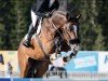 jumper Andora (Latvian Warmblood, 2016, from Aromats)