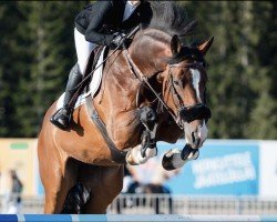 jumper Andora (Latvian Warmblood, 2016, from Aromats)