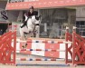 jumper L Clarimo (Holsteiner, 2011, from Clarimo Ask)