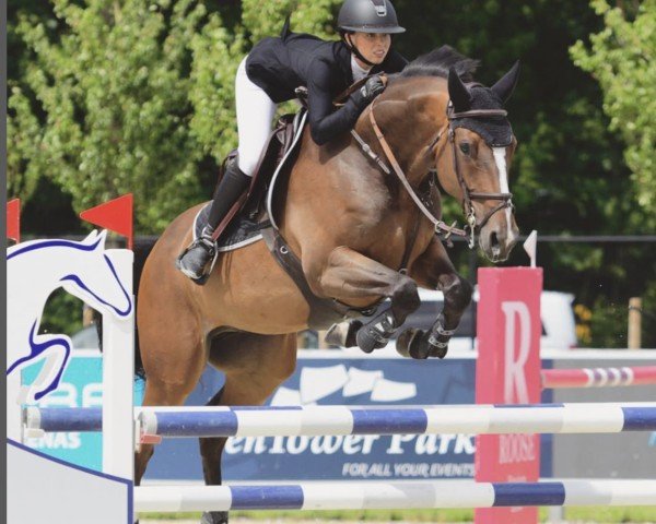 jumper Apollo van de Kattevennen Z (Zangersheide riding horse, 2014, from Aktion Pur Z)
