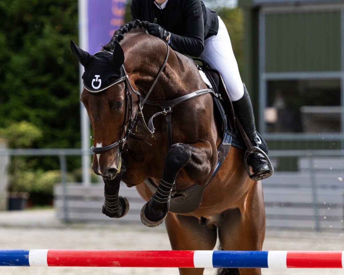 jumper Zinchampion (Mecklenburg, 2018, from Zinedine)