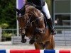 Springpferd Zinchampion (Mecklenburger, 2018, von Zinedine)