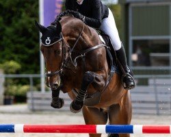 jumper Zinchampion (Mecklenburg, 2018, from Zinedine)
