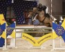 Springpferd Chacana L (Oldenburger, 2007, von Chacco-Blue)