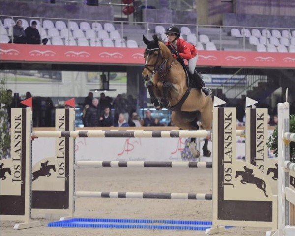 jumper Hardcase (Belgian Warmblood, 2007, from Andiamo)