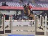 jumper Hardcase (Belgian Warmblood, 2007, from Andiamo)