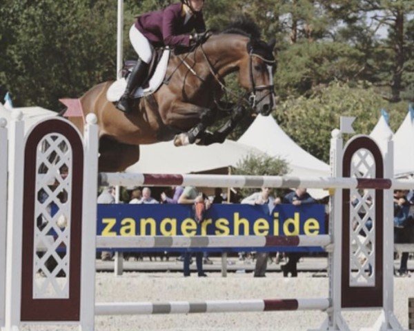 jumper Candyman Sbk Z (Zangersheide riding horse, 2012, from Candillo Z)