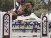 jumper Candyman Sbk Z (Zangersheide riding horse, 2012, from Candillo Z)