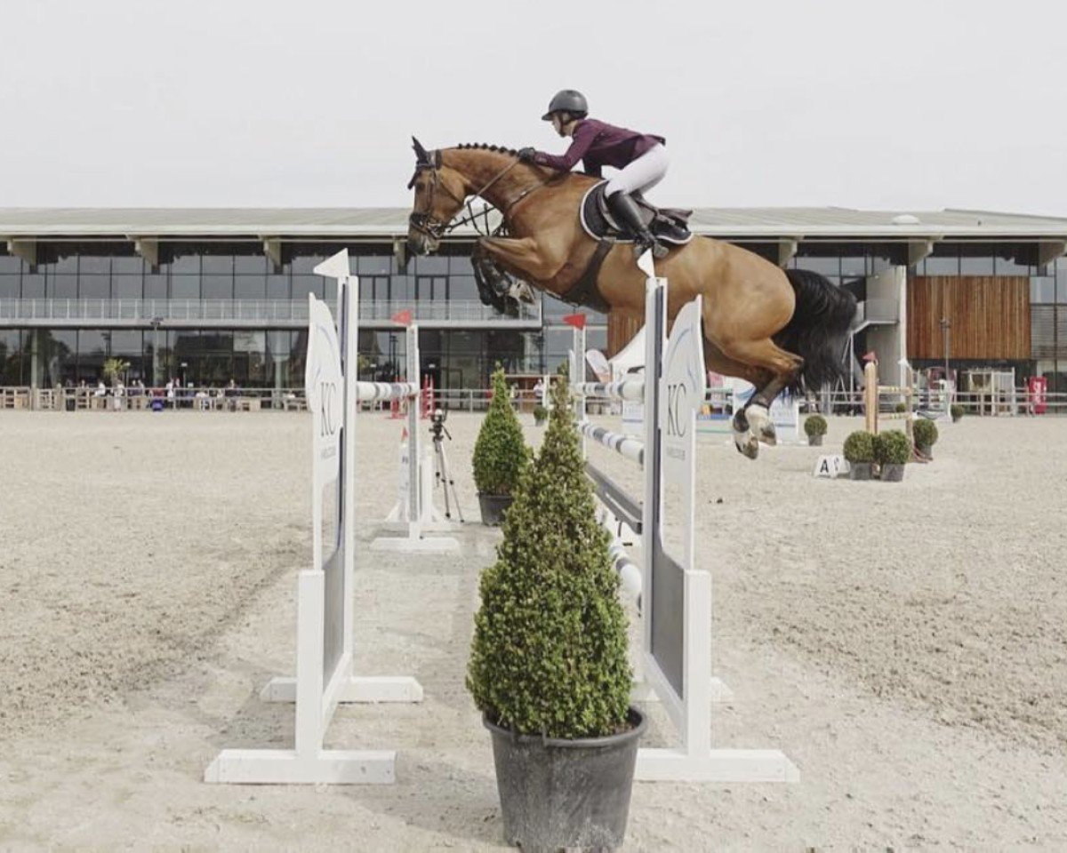Springpferd Funky Blue (KWPN (Niederländisches Warmblut), 2010, von Zirocco Blue)