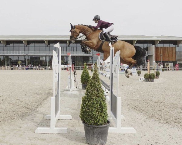 jumper Funky Blue (KWPN (Royal Dutch Sporthorse), 2010, from Zirocco Blue)
