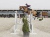 jumper Funky Blue (KWPN (Royal Dutch Sporthorse), 2010, from Zirocco Blue)