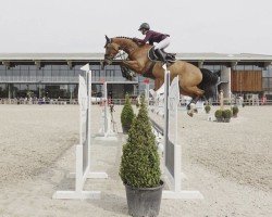 jumper Funky Blue (KWPN (Royal Dutch Sporthorse), 2010, from Zirocco Blue)