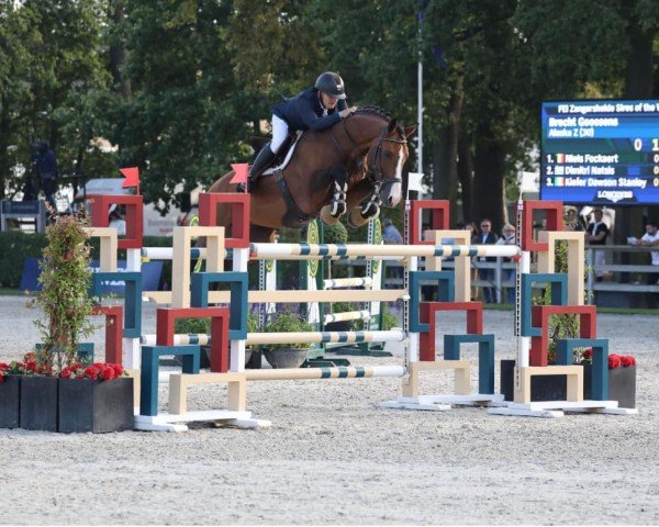 Deckhengst Alaska Z (Zangersheide Reitpferd, 2015, von Asca Z)