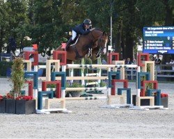 stallion Alaska Z (Zangersheide riding horse, 2015, from Asca Z)