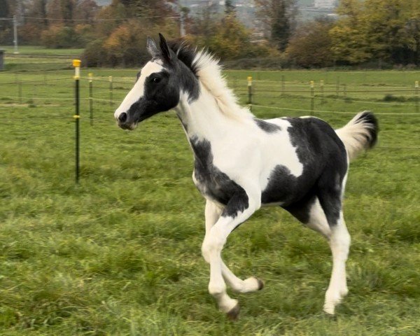 foal by Cayenne Sky Obolensky (Swiss Warmblood, 2024, from Cornet Obolensky)