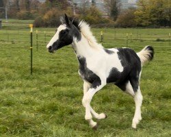 foal by Cayenne Sky Obolensky (Swiss Warmblood, 2024, from Cornet Obolensky)