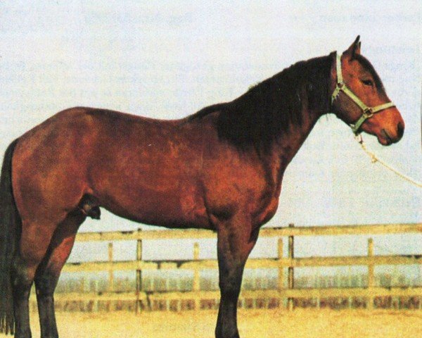 stallion WV Cataris (Quarter Horse, 1989, from Taris Catalyst)