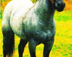 Pferd King's Dusty Blue (Quarter Horse, 1994, von Estes' Duke)