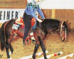 horse Dee Bar Taris (Quarter Horse, 1992, from WV Cataris)