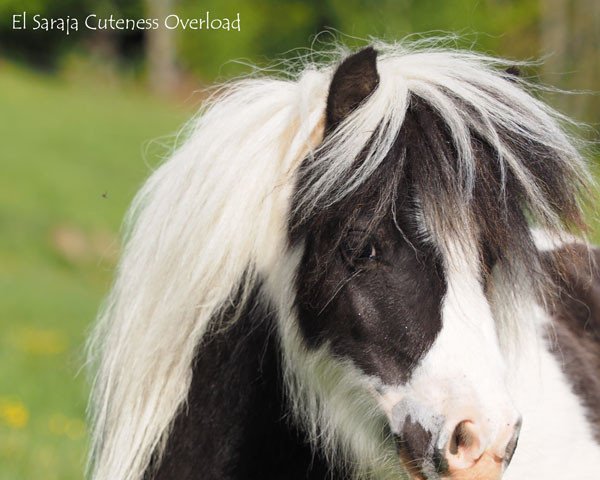 broodmare El Saraja Cuteness Overload (Shetland pony (under 87 cm), 2018, from Fairytail Curly Wurly)