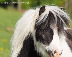 Zuchtstute El Saraja Cuteness Overload (Shetland Pony (unter 87 cm), 2018, von Fairytail Curly Wurly)