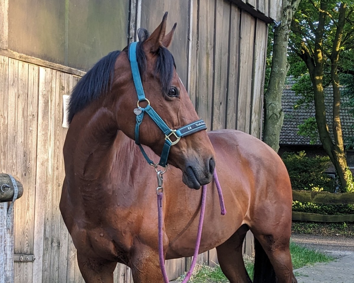 broodmare Königin Callme xx (Thoroughbred, 2013, from Call me Big xx)