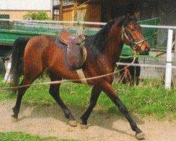 Pferd Illusion (Araber, 2005, von Al Hakim EAO)