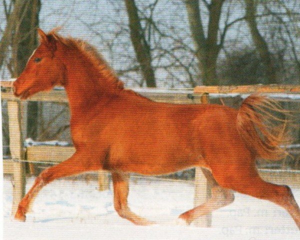 horse Muneera (Arabian, 2008, from Teymur B ox)