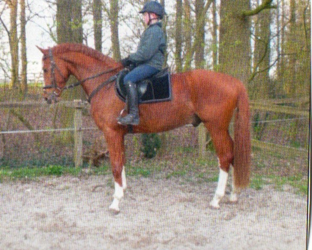 Dressurpferd Le Petit Prince 14 (Deutsches Sportpferd, 2006, von Lord Altmark)
