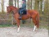 dressage horse Le Petit Prince 14 (German Sport Horse, 2006, from Lord Altmark)