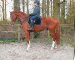 dressage horse Le Petit Prince 14 (German Sport Horse, 2006, from Lord Altmark)