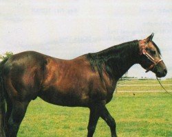 horse Scoop From Hollywood (Quarter Horse, 1991, from Hollywood Dun It)