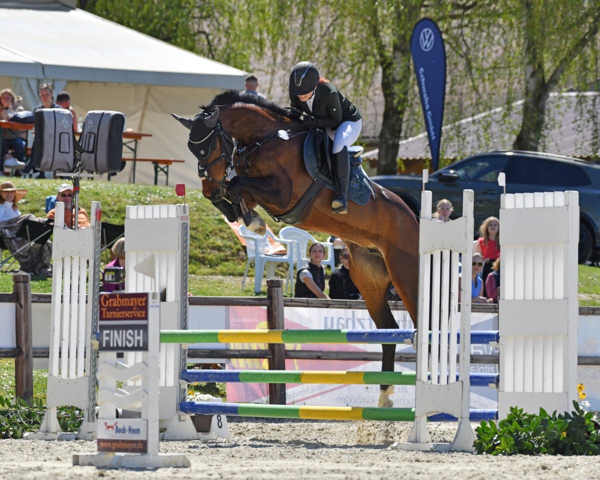 jumper Cornet's Clara 2 (Hanoverian, 2020, from Cornet's Edition)