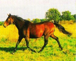 broodmare Sissy AA (Anglo-Arabs, 1989, from Oglio xx)