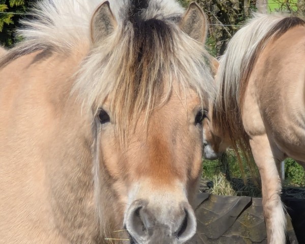 horse Julius (Fjord Horse, 2022, from Jonathan)