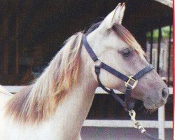 Pferd Eva Luna Star (Quarab, 2006, von Wee Lenas Jac)