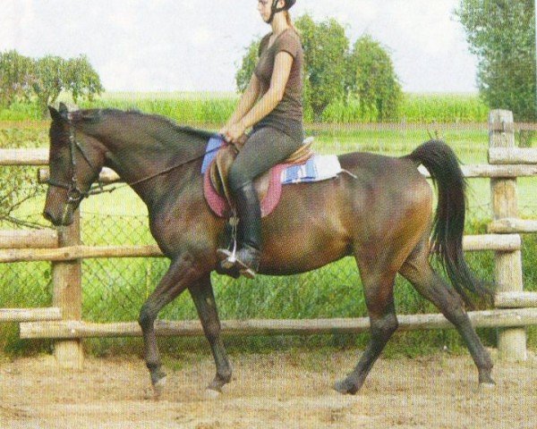 Pferd Zalina (Araber, 2001, von Koron ox)