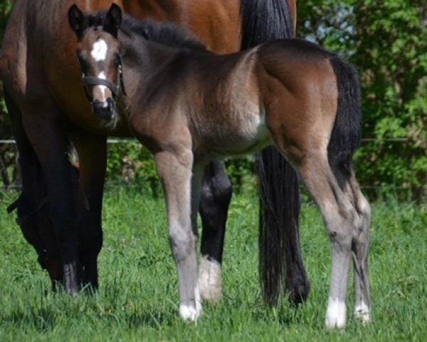 foal by Donna Lüttchen FS (German Sport Horse, 2025, from Duplexx)