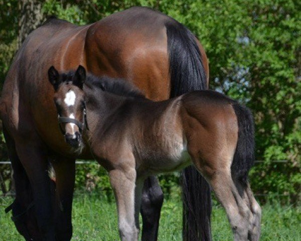 foal by Donna Lüttchen FS (German Sport Horse, 2025, from Duplexx)