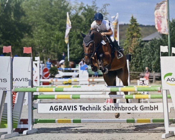 jumper Stakkata B (Westphalian, 2016, from Stakkato Gold)