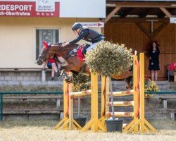 Springpferd Mount Pleasant Diamond Rose (British Riding Pony, 2015, von Mount Pleasant Gold Dust)
