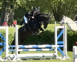 Springpferd Stasja (Hannoveraner, 2017, von Stakkato)
