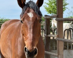 jumper Kann Hoch (German Sport Horse, 2018, from Kannan)