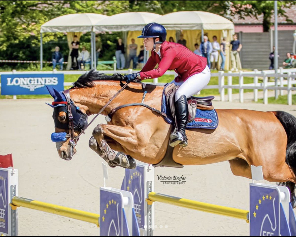 Springpferd Kameraad (KWPN (Niederländisches Warmblut), 2015, von Etoulon VDL)