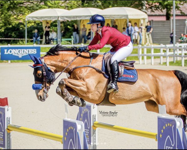 Springpferd Kameraad (KWPN (Niederländisches Warmblut), 2015, von Etoulon VDL)