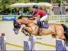 jumper Kameraad (KWPN (Royal Dutch Sporthorse), 2015, from Etoulon VDL)